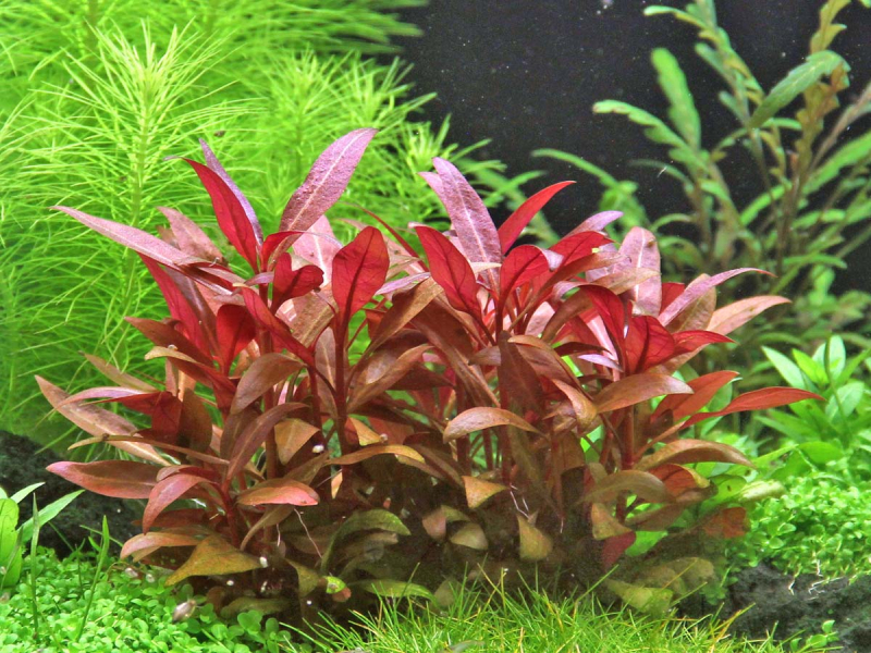 Rotes mini Papageienblatt - Alternanthera reineckii 'Mini'